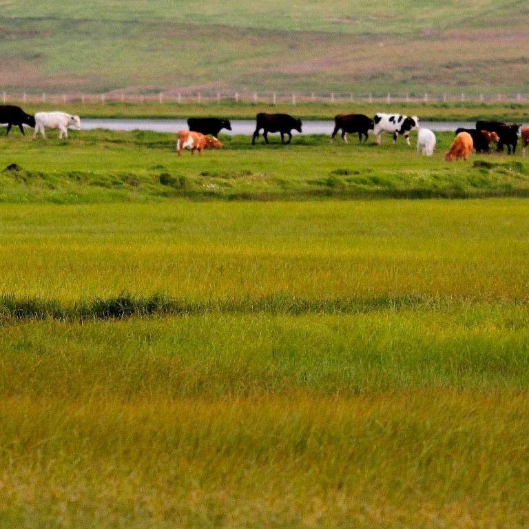 Kýr í haga. Myndin tengist fréttinni ekki beint. Mynd/ÓAB