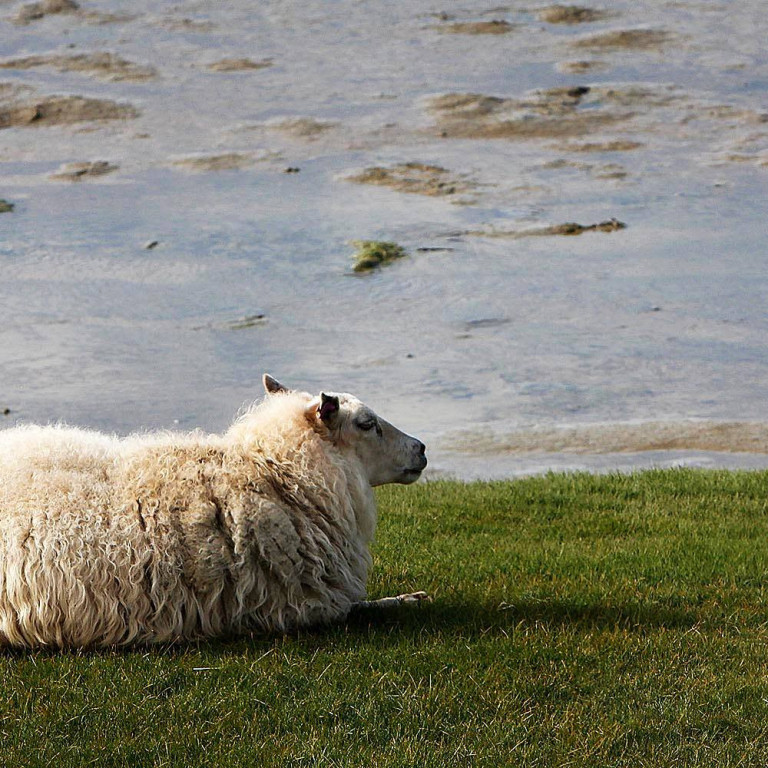 Sauðkind. MYND: ÓAB