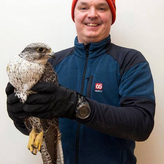 Fálkinn Ógn ásamt Róberti Daníel Jónssyni á Blönduósi.