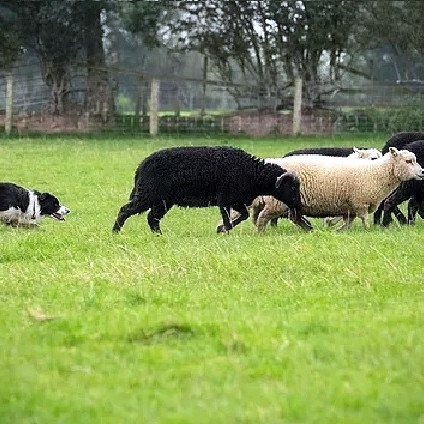 Mynd: killiebraesheepdogs.co.uk