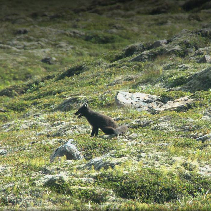 Mynd: Greitt verður 18.000 kr. fyrir grendýr en 7.000 kr. fyrir hlaupadýr og vetrarveiði á ref. Mynd: Árborg Ragnarsdóttir