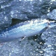 Mynd af vef www.angling.is