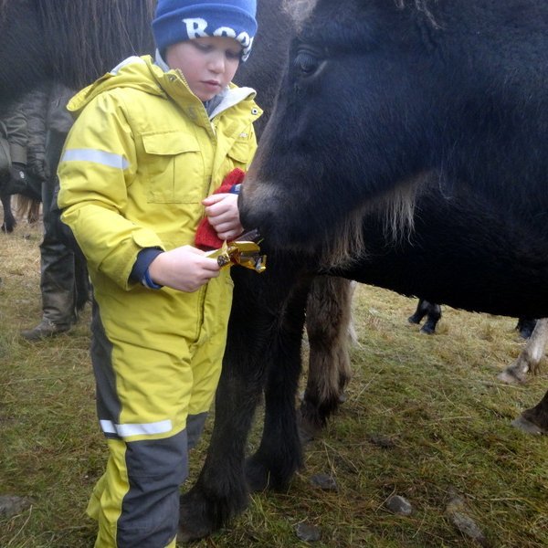 Viltu Prins Póló? Mynd: PF.