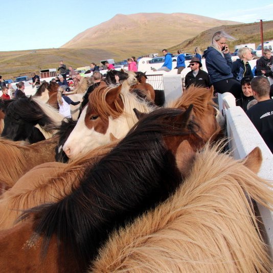 Úr Skrapatungurétt. Mynd:PF