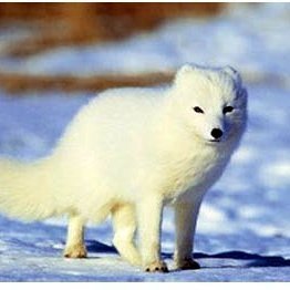 Hvítur refur. Mynd: visindavefurinn.is