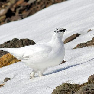 Rjúpa í vetrarbúningi. Mynd:visindavefur.is