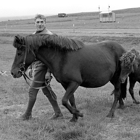 Sveinn Guðmundsson með Hrafnkötlu frá Sauðárkróki ásamt folaldi á Stórmóti skagfirsku hestamannafélaganna á Vindheimamelum 1981. Folaldið var boðið upp og keypti Þórir Ísólfsson á Lækjarmóti í Húnavatnssýslu og nefndi Seif. Hann varð síðar stóðhestur. Myndir: Eiríkur Jónsson.