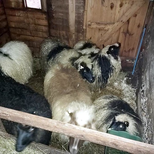 Hluti eftirlegufjárins kominn á hús, eflaust feginn tuggunni. Mynd: Hafdís Skúladóttir.