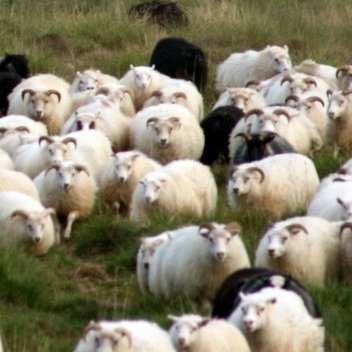 Þessar kindur tengjast fréttinni ekki beint. Mynd: PF.