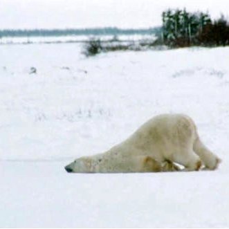 Þessi hvítabjörn tengist fréttinni ekki beint. Mynd af netinu.