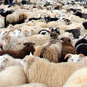 Skagfirskt fé. Mynd:FE