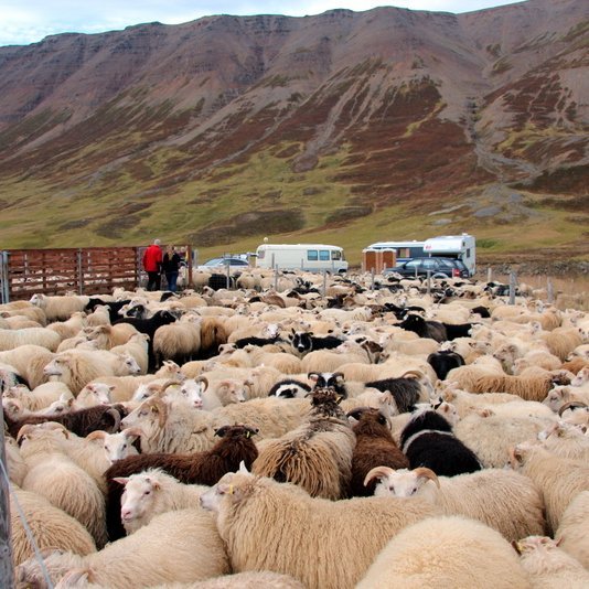 Norðvesturkjördæmi er öflugasta sauðfjársvæðið. Úr réttum í Deildardal. Mynd:FE