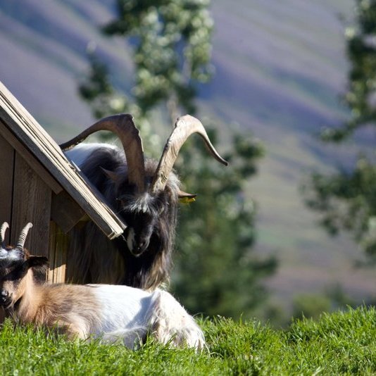 Geiturnar á Brúnastöðum hafa það gott í guðsgrænni náttúrunni í Fljótunum. Mynd: Stefanía Hjördís Leifsdóttir.