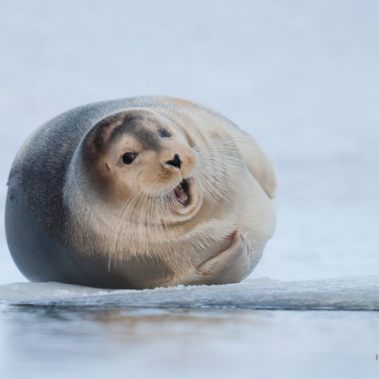 Sybbni seli. Mynd: Eyþór Ingi Jónsson.