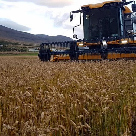 Myndin sýnir kornskurð í Blönduhlíð fyrir fáeinum árum. Mynd: Sævar Einarsson.