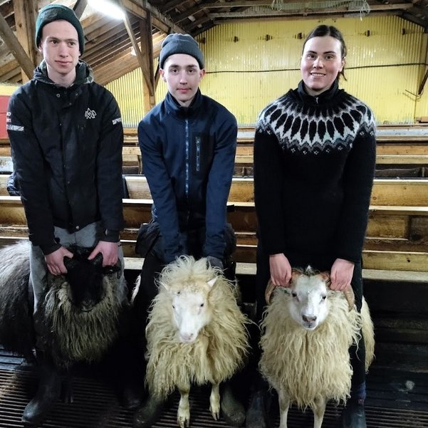 Efstu hrútar sýningarinnar hver í sínum flokki. Fv. Grár frá Mýrum 2 og Bjarni Ole Ingason. Kollóttur frá Mýrum og Stefán Páll Böðvarsson. Hvítur hyrndur frá Urriðaá og Dagbjört Diljá Einþórsdóttir.