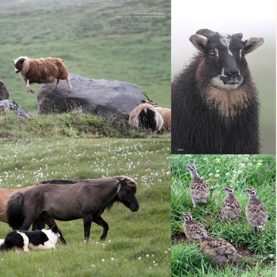 Mynd: Það er ávallt mikið líf í Hvammshlíðardagatalinu. Þarna má líka sjá að verslunarmannahelgin verður í lok júlí á næsta ári, gættu að því!