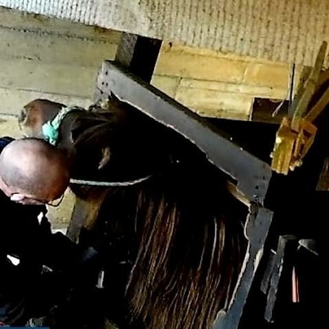 Skjóskot úr myndbandi dýraverndarsamtakanna Animal Welfare Foundation (AWF) og Tierschutzbund Zürich (TBZ) sem gert var opinbert á vefmiðlinum YouTube þann 22. nóvember 2021.