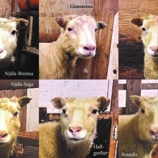 Hrúturinn Gimsteinn ásamt sambýlingum á Þernunesi í Reyðarfirð sem bera hið dýrmæta ARR arfgerð sem breytt getur baráttunni við riðuna alræmdu. Aðsend mynd.