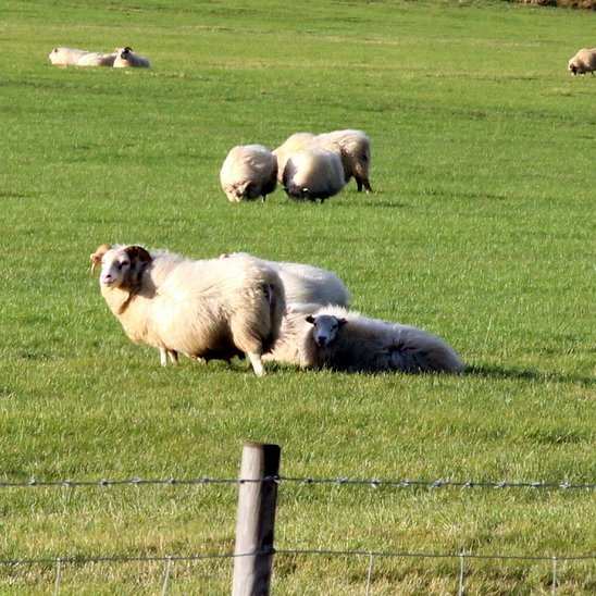 Sauðfjárbúskapur var aflagður á Sporði í haust, aðeins er því um þrif og sótthreinsun að ræða. Mynd tengist fréttinni ekki beint.