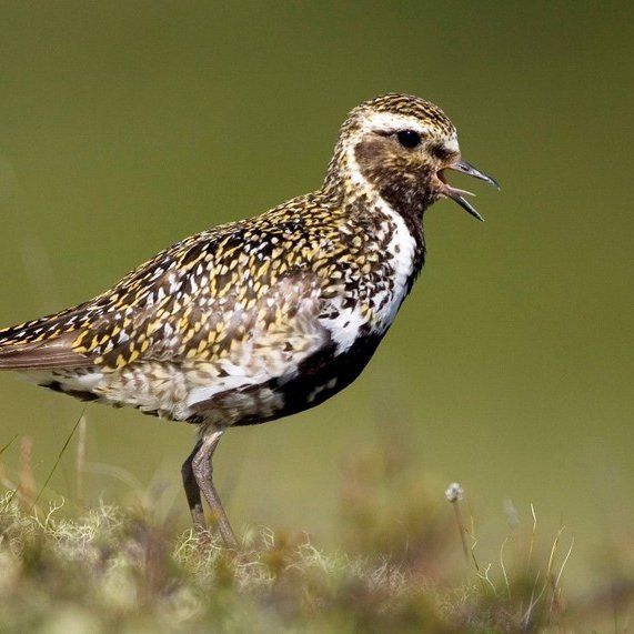 Í fyrra stóð heiðlóa uppi sem sigurvegari um fugl ársins 2021. Heiðlóa er iðulega kölluð Lóa í daglegu tali og vorboðinn ljúfi, hún er algeng um allt og auðþekkt þjóðargersemi. Mynd: fuglarsins.is.