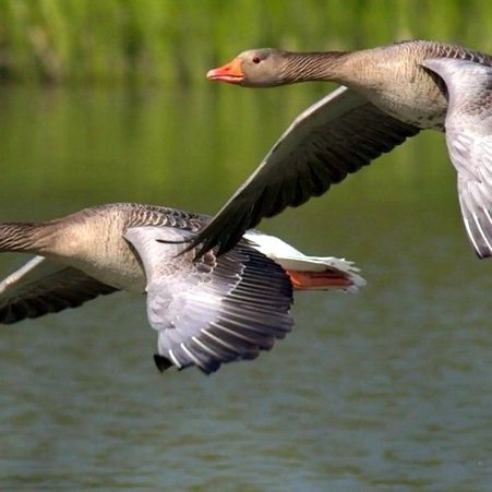 Gæsir á flugi. Mynd af ust.is.