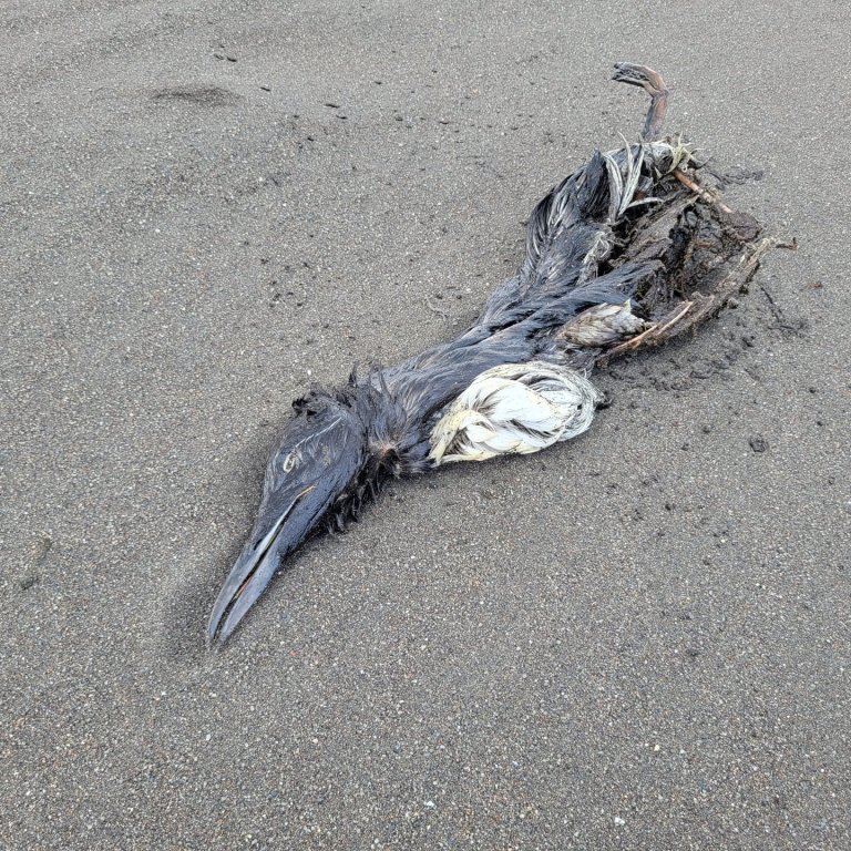 Dauður fugl í fjörunni við Sauðákrók. Mynd: PF.