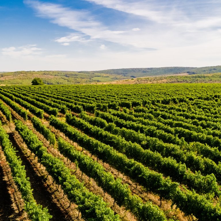Frá vínekrum Radacini í Moldóvu. Mynd: Aðsend