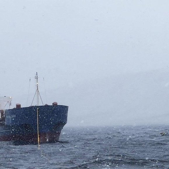 Wilson laus og liðugur fáeinum dögum eftir strandið. Myndina tók Guðmundur St. Valdimarsson. MYND AF VEF LHG
