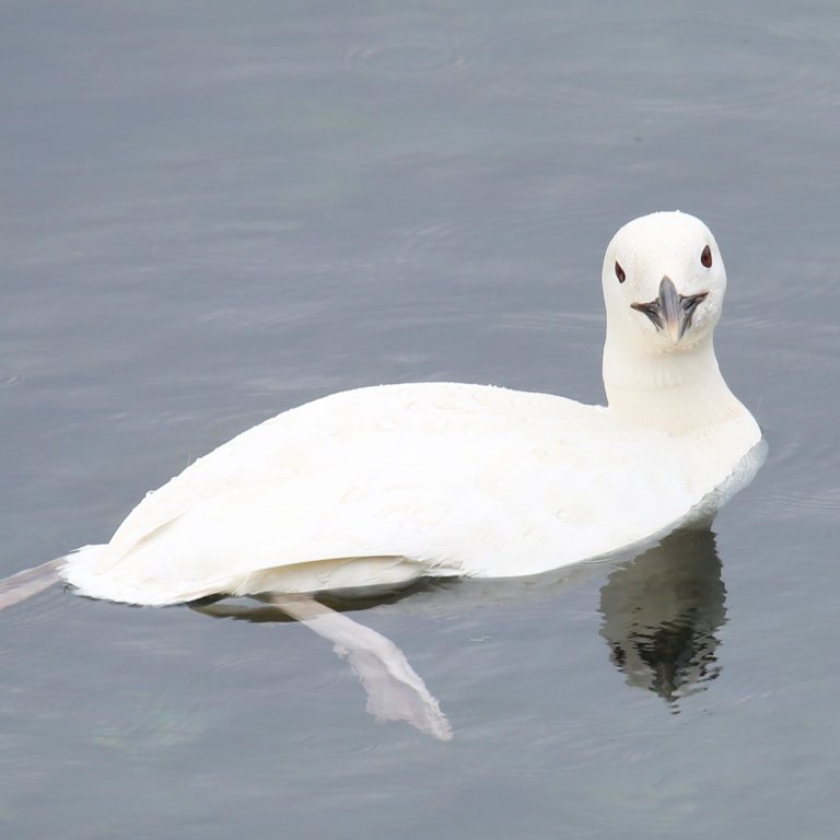 Hvíti himbriminn að svamli fyrr í sumar í miðjum Skagafirði. Mynd: Elvar Már Jóhannsson.