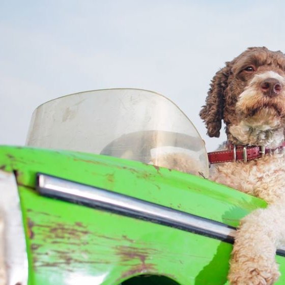 Notar þú gælunafn yfir bílinn þinn?