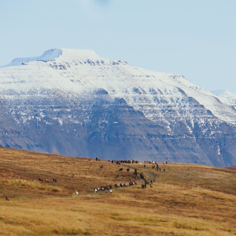 Á leið til rétta. Mynd: Ásdís Garðarsdóttir