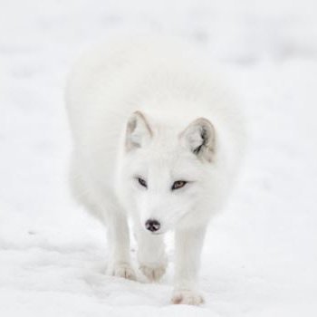 Mynd tekin af heimasíðunni hunathing.is