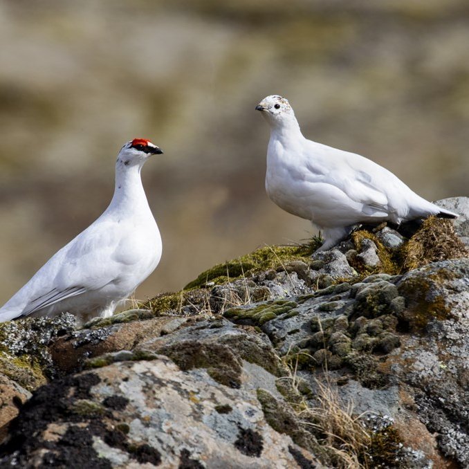 Mynd af heimasíðu Umhverfisstofnunar, www.ust.is/ Jóhann Óli Hilmarsson