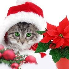 Mynd tekin af kynjakettir.is