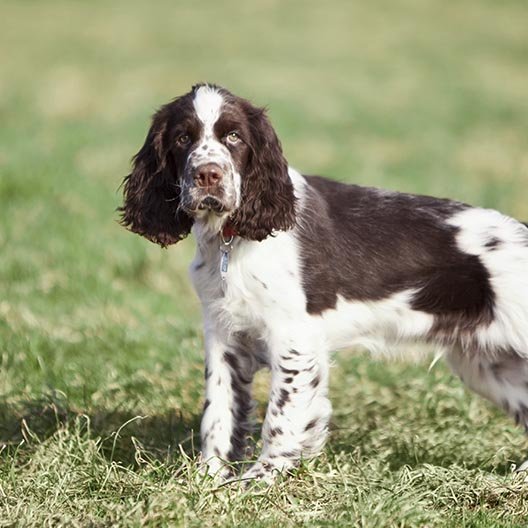 Enskur Springer Spaniel. Mynd af netinu.