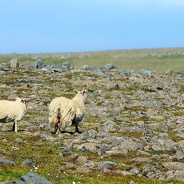 Sauðfé. MYND: ÓAB