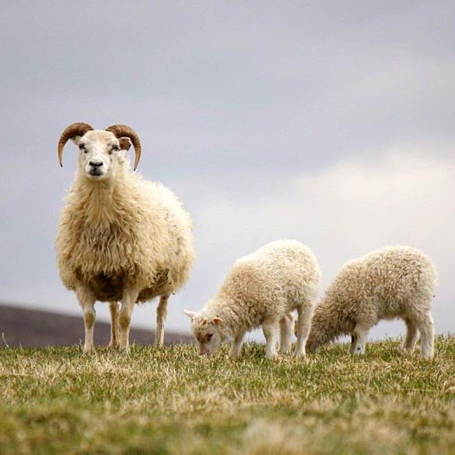 Sauðfé. MYND: Sigríður Ólafsdóttir.