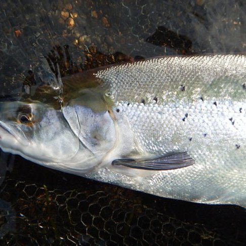 Eldislax. Mynd: Af vef Hafró.