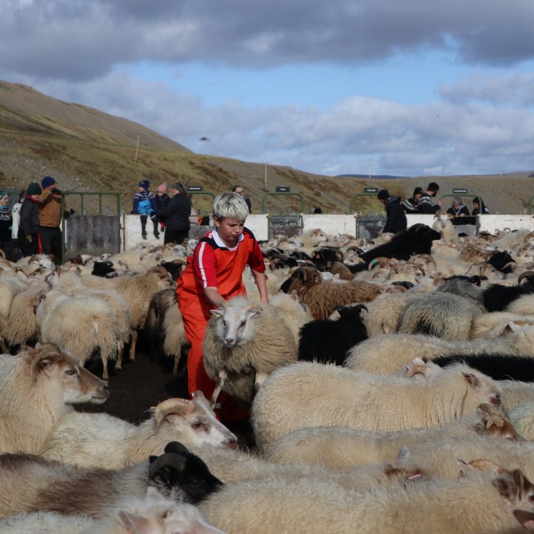 Myndina tók blaðamaður í Stafnsrétt.