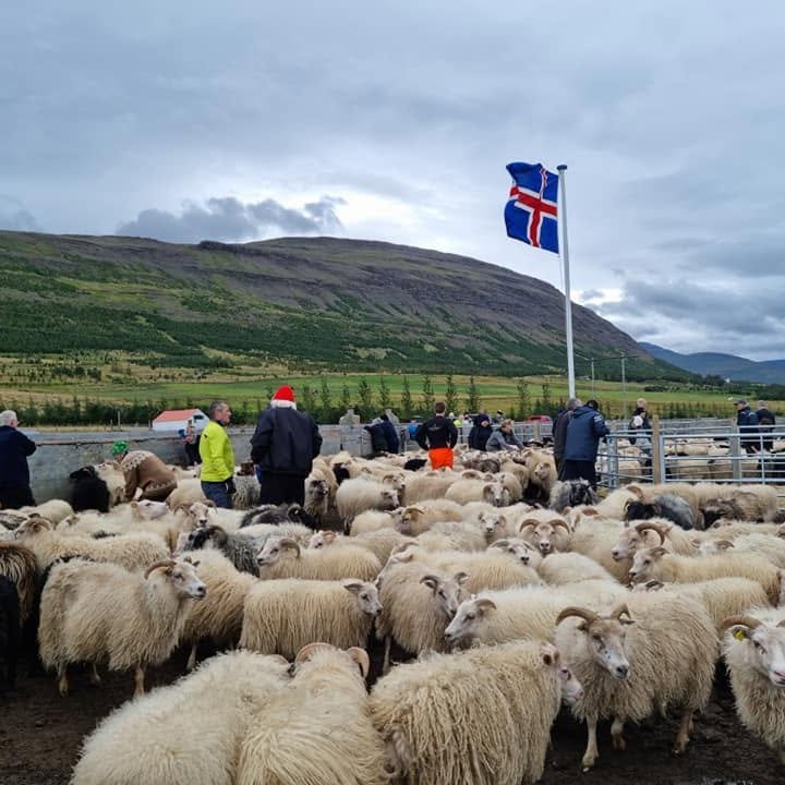frá Silfrastaðarétt. Mynd: HMJ