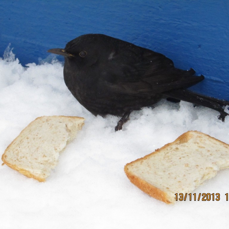 Svartþröstur að flækjast á Króknum