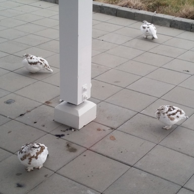 Tólf rjúpnaveiðidagar í ár