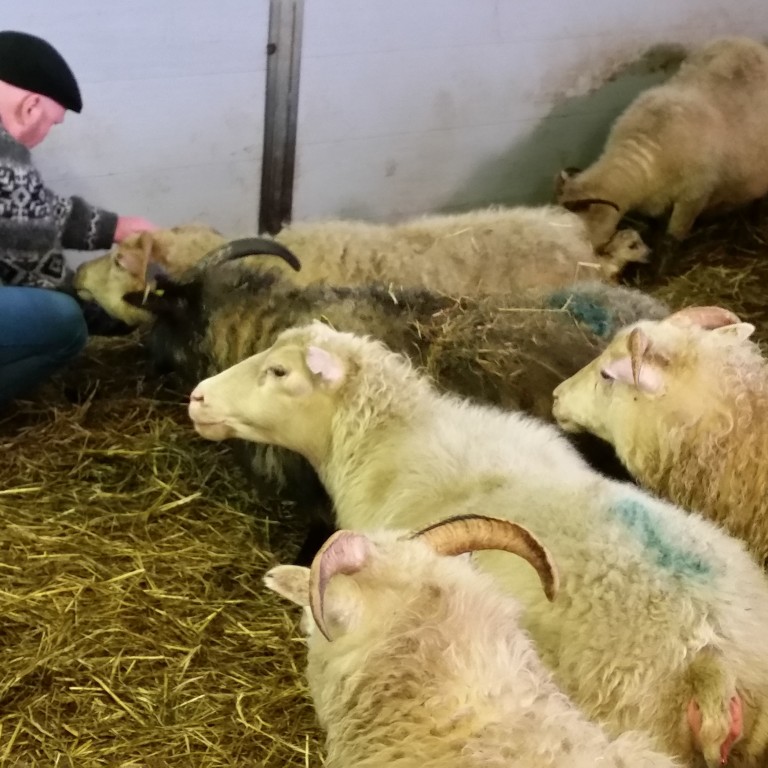 Sauðburðarvakt RÚV í Syðri-Hofdölum mælist vel fyrir-Myndir