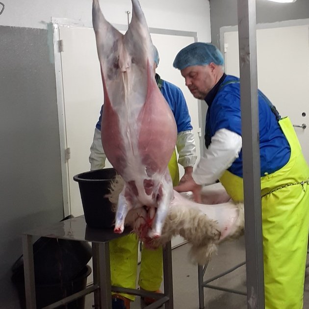 Frá örsláturhúsinu í Birkihlíð. Jón Sigurjónsson og Guðjón Karlsson leggja lokahönd á fláninguna. Mynd: Ragnheiður Lára Brynjólfsdóttir.