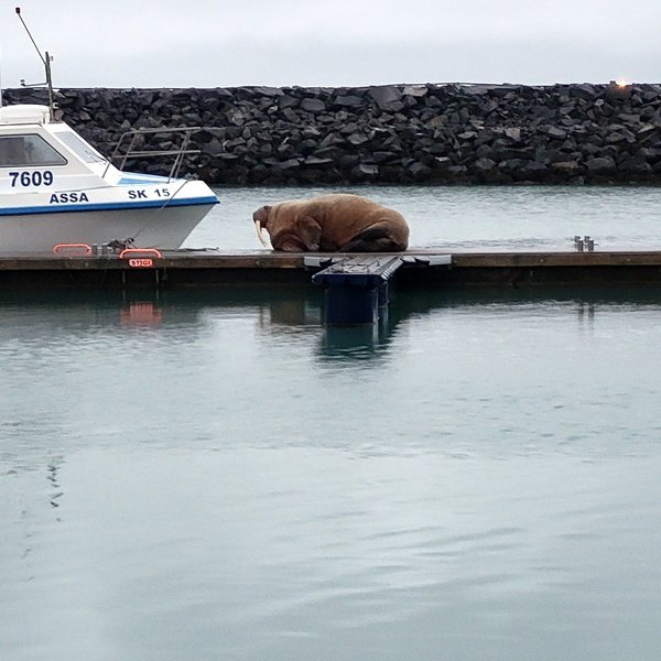 Þeir eru engin smásmíði rostungarnir en Atlantshafsbrimlarnir eru um 3 metrar á lengd og vega 800 til 1000 kg en urturnar um 2,5 metrar og vega 600 til 800 kg. Myndir: PF.
