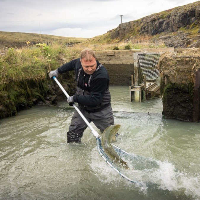 Guðmundur Haukur háfaði eldislax upp úr laxastiganum í Blöndu árið 2023. Mynd: fb.Guðmundur Haukur Jakobsson