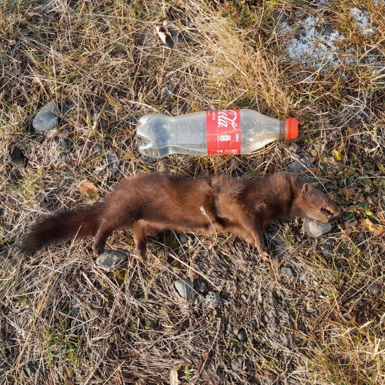 Minkurinn sem var veiddur. MYND KÁRI GUNNARSSON