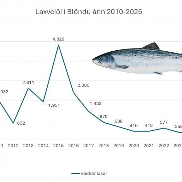 Veiðitölur í Blöndu 2010-2025. Mynd: Huni.is