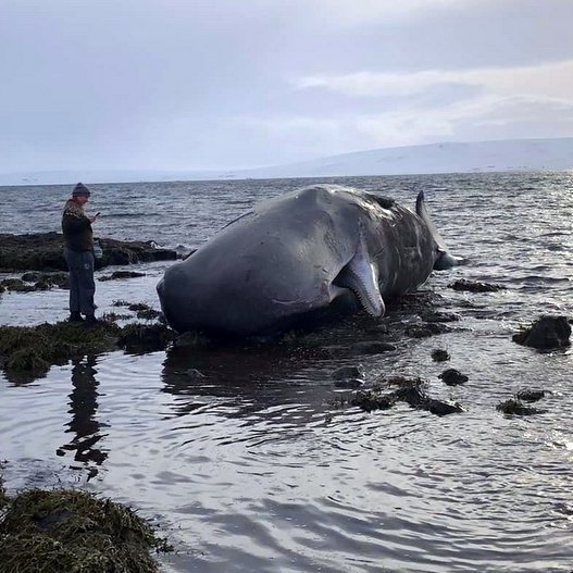 Helga Rún Jóhannsdóttir við Búrhvalinn. Mynd Guðný Helga Björnsdóttir.